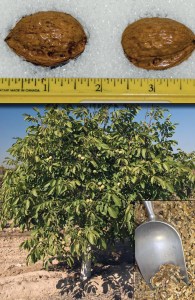 Franquette Walnut